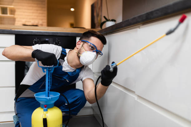 Best Flea Control Services  in Welby, CO