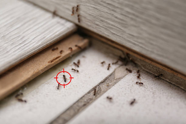 Reliable Welby, CO Pest Control Solutions