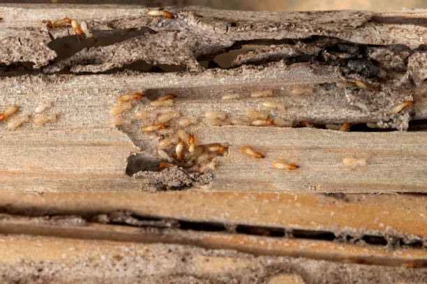 Best Affordable Pest Control Services  in Welby, CO