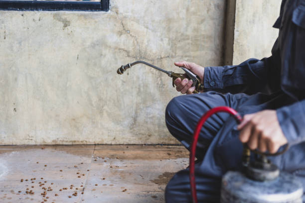 Best Ant Control Services  in Welby, CO